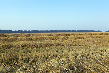 Image showing haystacks in a field of straw