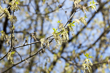 Image showing trees in the spring