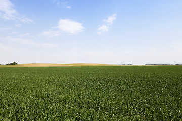 Image showing green shoots of grass