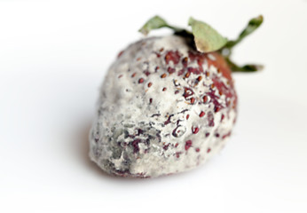 Image showing Strawberry with mold