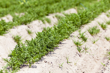 Image showing Field with carrot