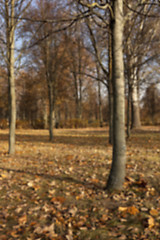 Image showing autumn in the park