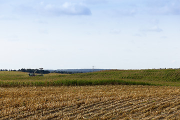 Image showing harvested mature corn