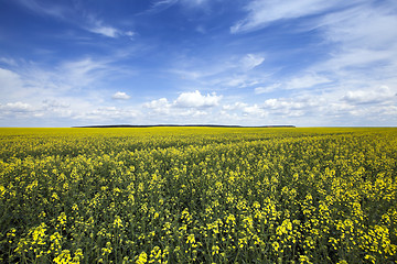 Image showing rapeseed field. Spring