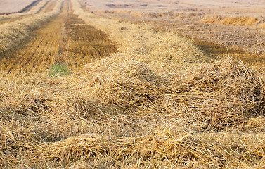 Image showing harvest of cereals