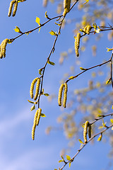 Image showing birch trees in spring