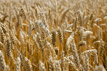 Image showing farm field cereals