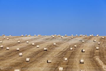 Image showing harvest of cereals