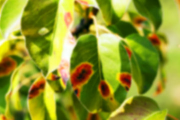 Image showing pear foliage in autumn