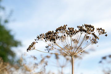 Image showing mature dill close-up