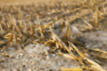 Image showing harvesting corn , defocus