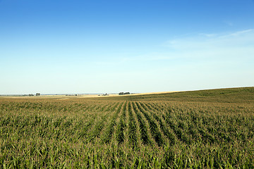 Image showing Field with corn