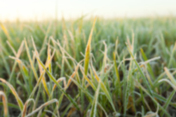 Image showing wheat during frost