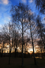 Image showing Park at sunset