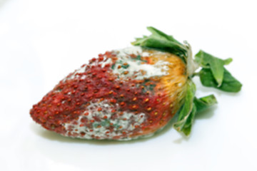 Image showing Strawberry with mold