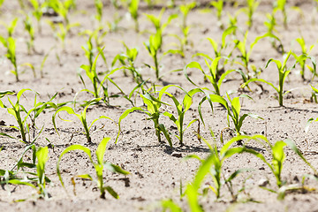 Image showing corn field. close-up