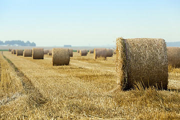 Image showing straw in the field