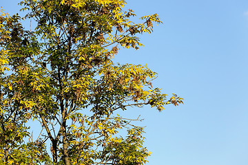 Image showing yellowed maple leaves