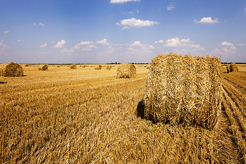 Image showing Stack of straw