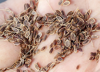 Image showing mature seeds of dill