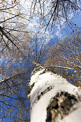 Image showing birch trees in autumn