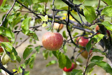 Image showing Apple on a branch