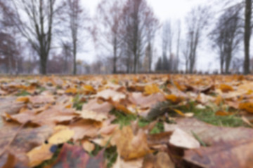 Image showing Autumn Park, overcast