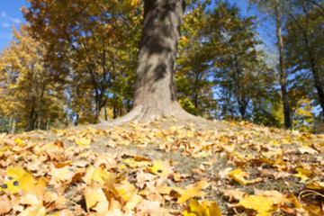 Image showing autumn in the park