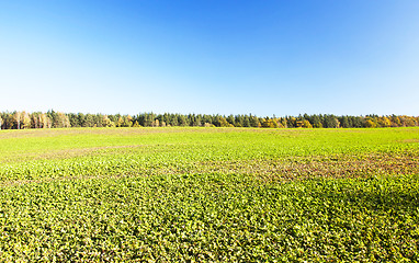 Image showing plants grow green