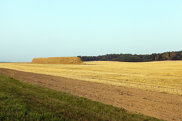 Image showing haystacks in a field of straw