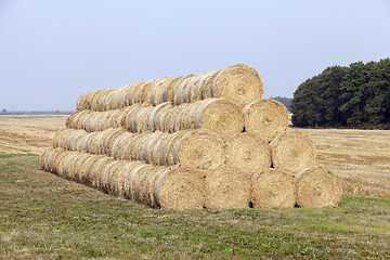 Image showing stack of wheat straw