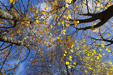 Image showing birch tree in autumn