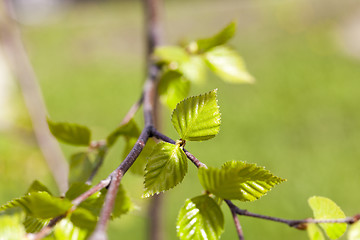 Image showing birch trees in spring