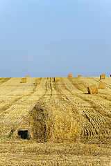 Image showing harvest of cereals