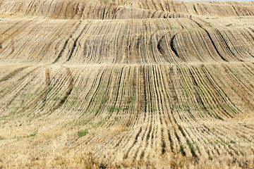 Image showing agricultural field, cereals