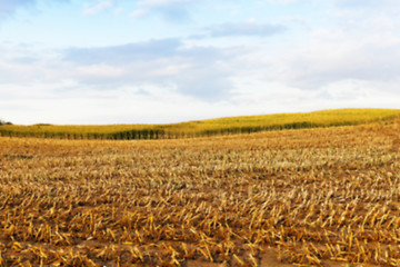 Image showing harvesting corn, defocus