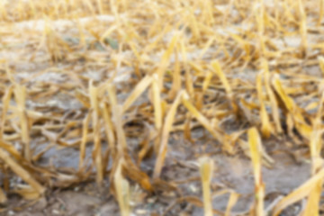 Image showing harvesting corn, defocus