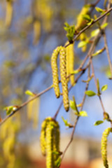 Image showing trees in the spring