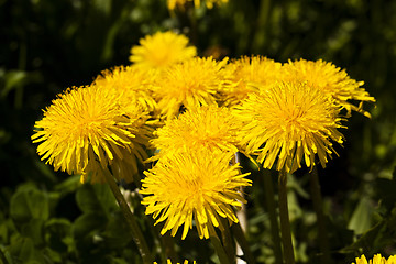 Image showing yellow dandelions , close up