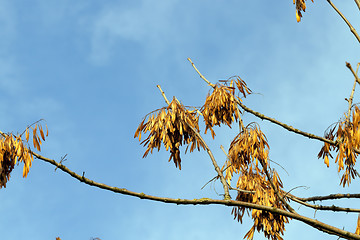 Image showing autumn in the park