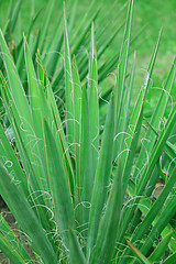 Image showing Close-up of green plant