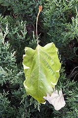 Image showing Green and dry leaves