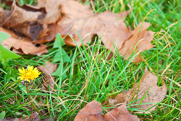 Image showing Dandelion in leaves and grass