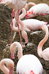 Image showing nesting Rose Flamingo with eng in nest