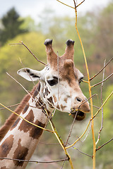 Image showing young cute giraffe grazing