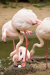 Image showing nesting Rose Flamingo with eng in nest