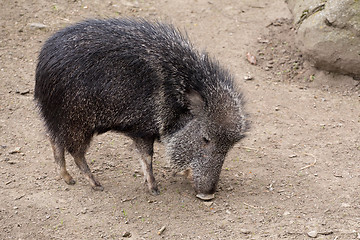 Image showing the male Chacoan peccary, Catagonus wagneri