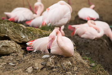 Image showing nesting Rose Flamingo with eng in nest