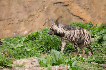 Image showing Striped hyena (Hyaena hyaena)