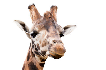 Image showing young cute giraffe